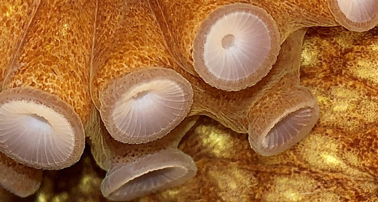 Big Eye Octopus - closeup image - Art of Science contest winner
