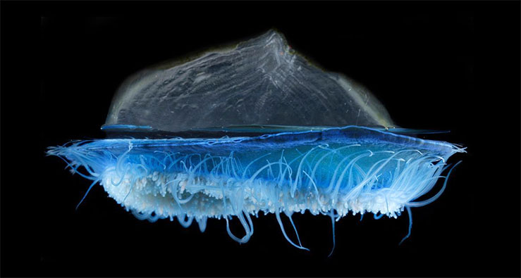 Otherwordly blue jellyfish against a black background - The By-the-Wind Sailor, Velella: Winning submitted by Gregory Rouse, faculty at Scripps Institution of Oceanography, Marine Biology Research Division.