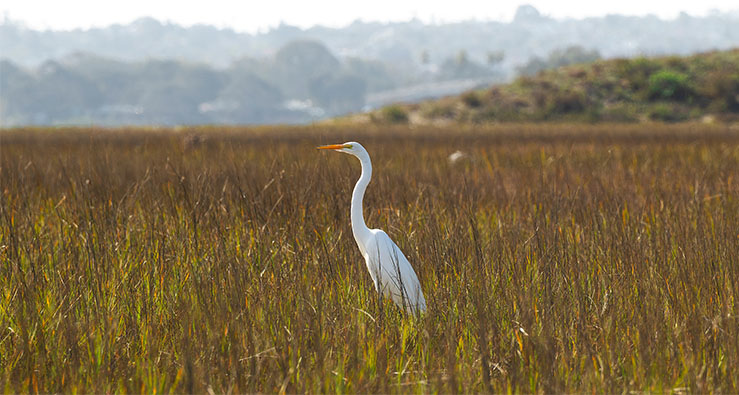 A lone egret stands tall amid long native grasses in the marsh at Kendall-Frost Marsh Reserve in Mission Bay - UC San Diego Natural Reserve