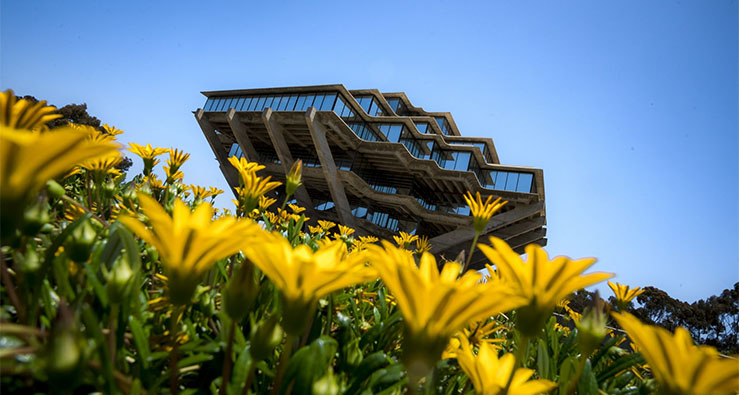 UC San Diego's Geisel Library with yellow flowers in the foreground