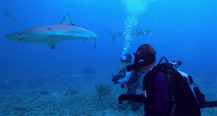 Brendan Talwar and Chris Malinowski observe reef sharks underwater while filming All the Sharks, a new reality TV competition show that premieres on Netflix July 4, 2025