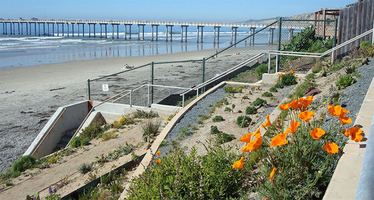 Scenic view of Scripps Pier and the beach, with California poppies blooming in the foreground