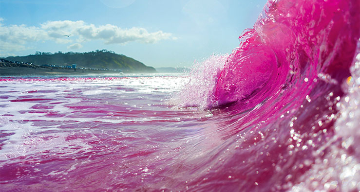  Pink waves at Torrey Pines State Beach, 1/20/23. Photo: Erik Jepsen, UC San Diego 