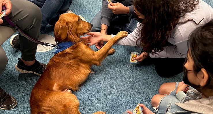 UC San Diego students surround a golden dog, lying on the carpet at Geisel Library (srsly cute)