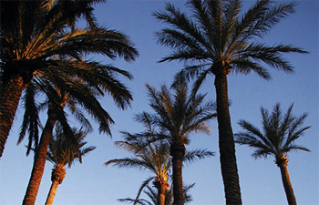 Palm trees against the sky, UTC