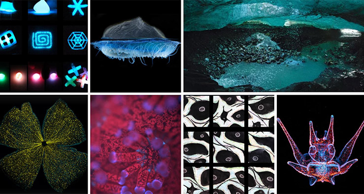 montage of cool images from UCSD's Art of Science contest